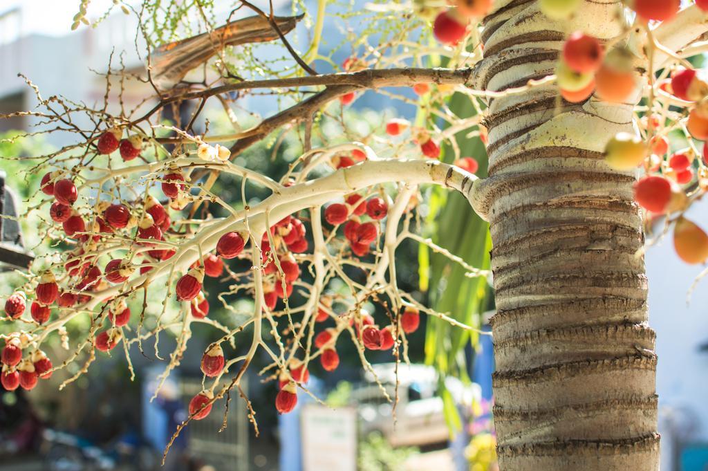 Areca Homestay Hoi An Exterior foto