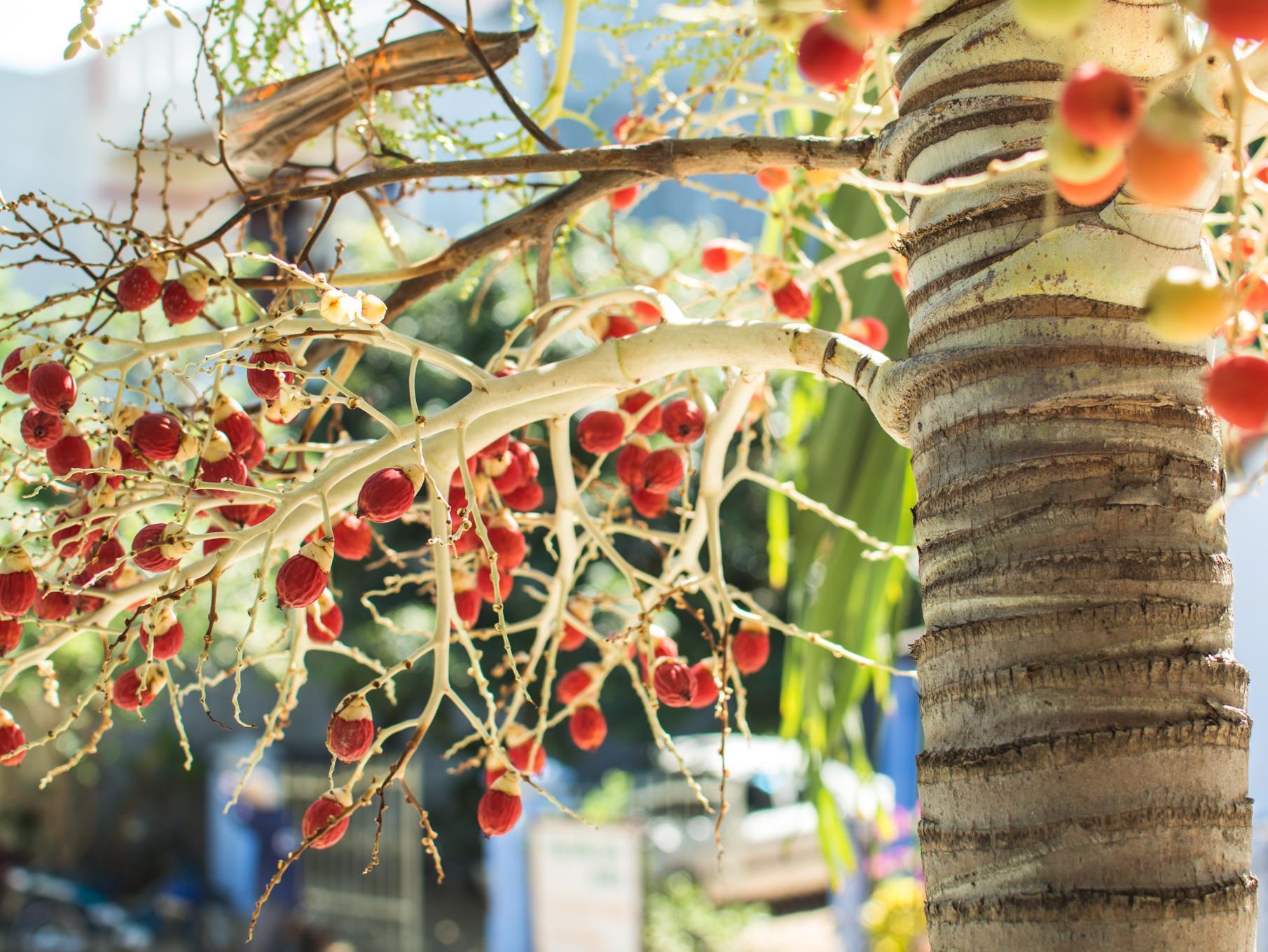 Areca Homestay Hoi An Exterior foto